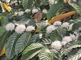 Chikmagalur coffee flowers