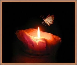 moth to a flame Rachita Singh 1