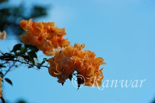 DSC_8256-DXO