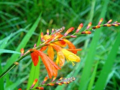 orange flower with dewcc