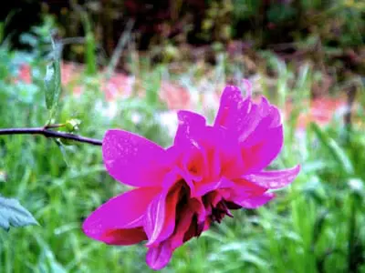 pink flowercc