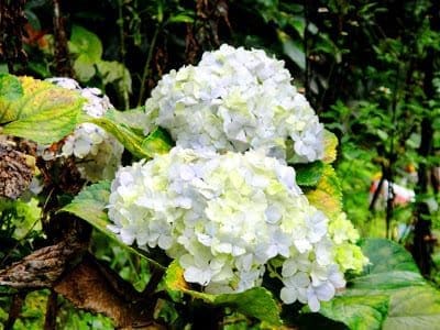 white flowerscc