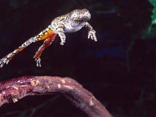 frog jumping manipal