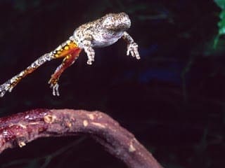 frog-jumping-manipal