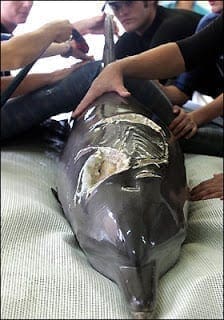 shark_ravaged-Dolph_735298a
