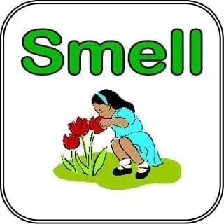 smell