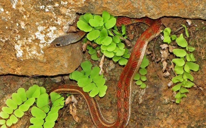 Buff-striped-Keelback