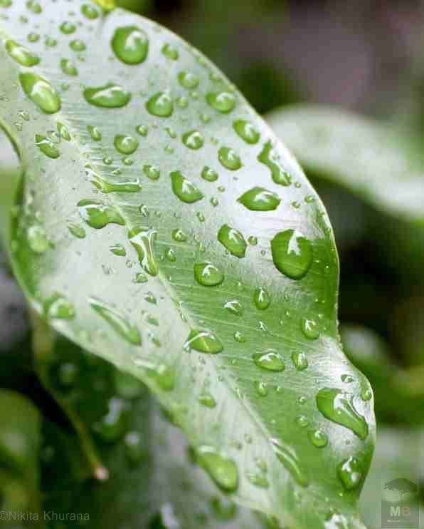 Droplets on a leaf - Nikita Khurana Web