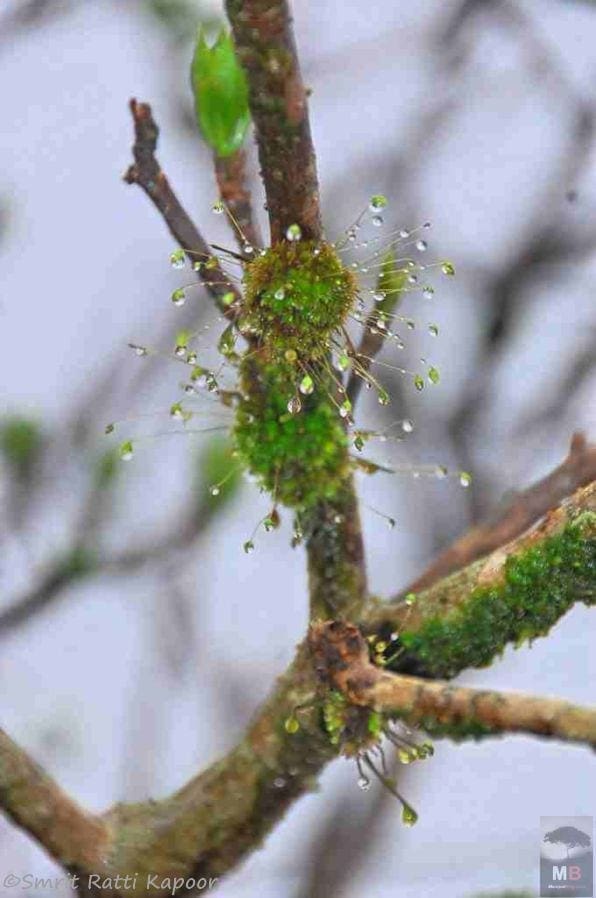 Monsoon Droplets Rain Algae