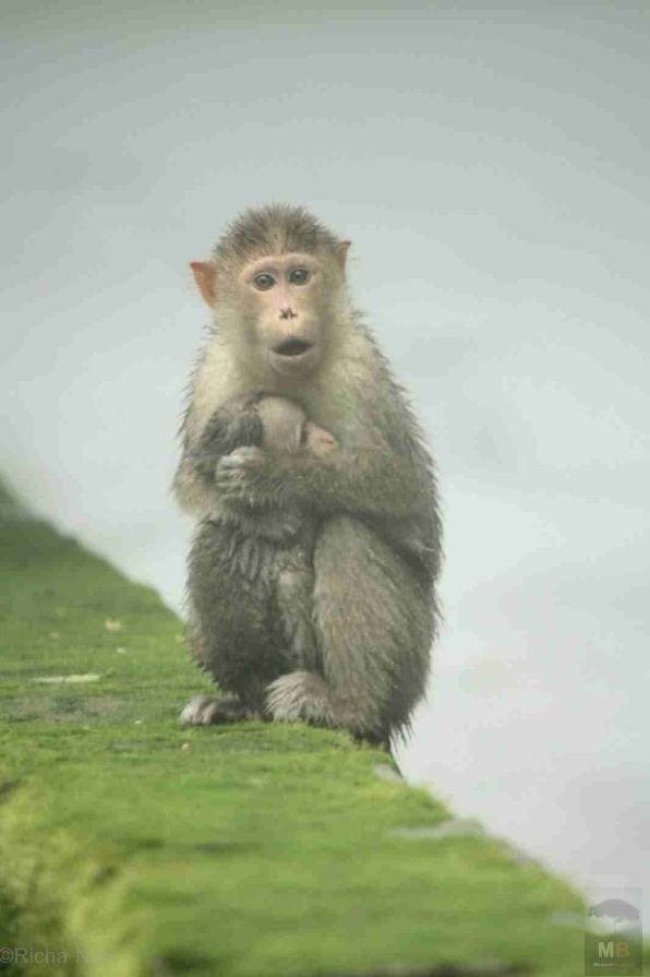 Monkey and baby in heavy rain