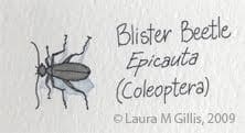 Blister-bee