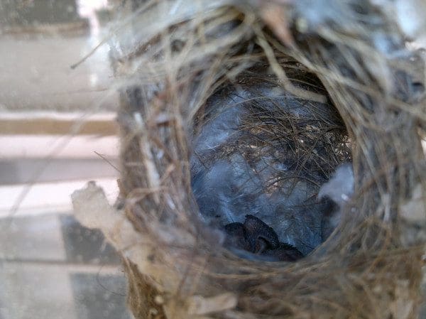 Inside the sparrows nest