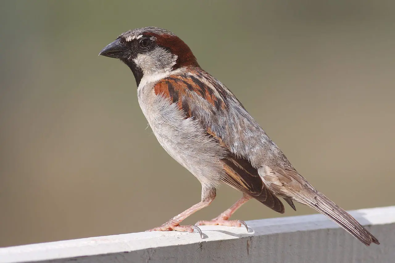 The House Sparrow - A lost species very soon