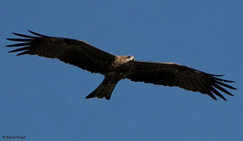 Black-Kite