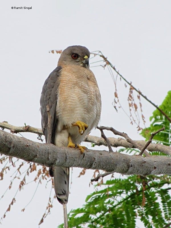 Shikra-male1