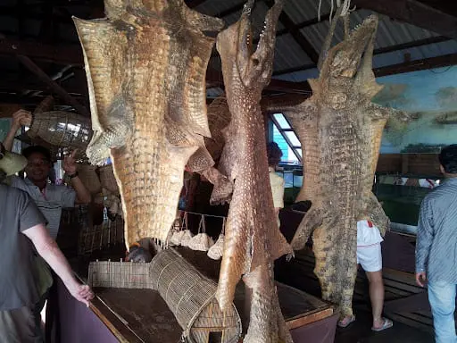 The-Boat-people-of-Cambodia-Skin-the-crocodiles