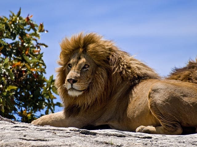 Male-Lion-basking-in-the-African-sun