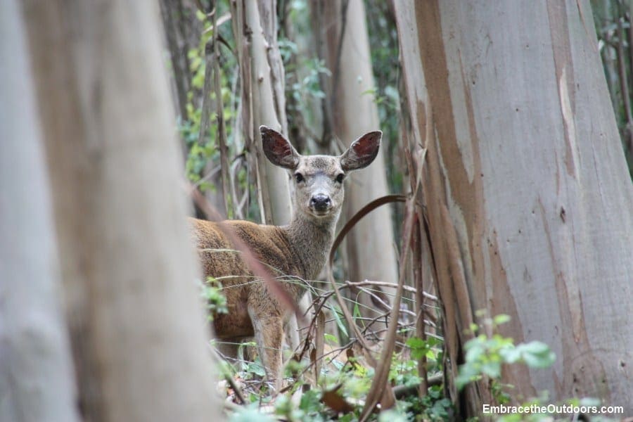 Wildcat-Peak-Deer