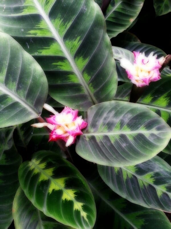 FxCam_1356407707466