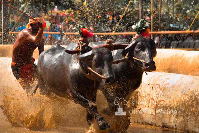 kambala Coastal Karnataka Manipal Mangalore Kadri