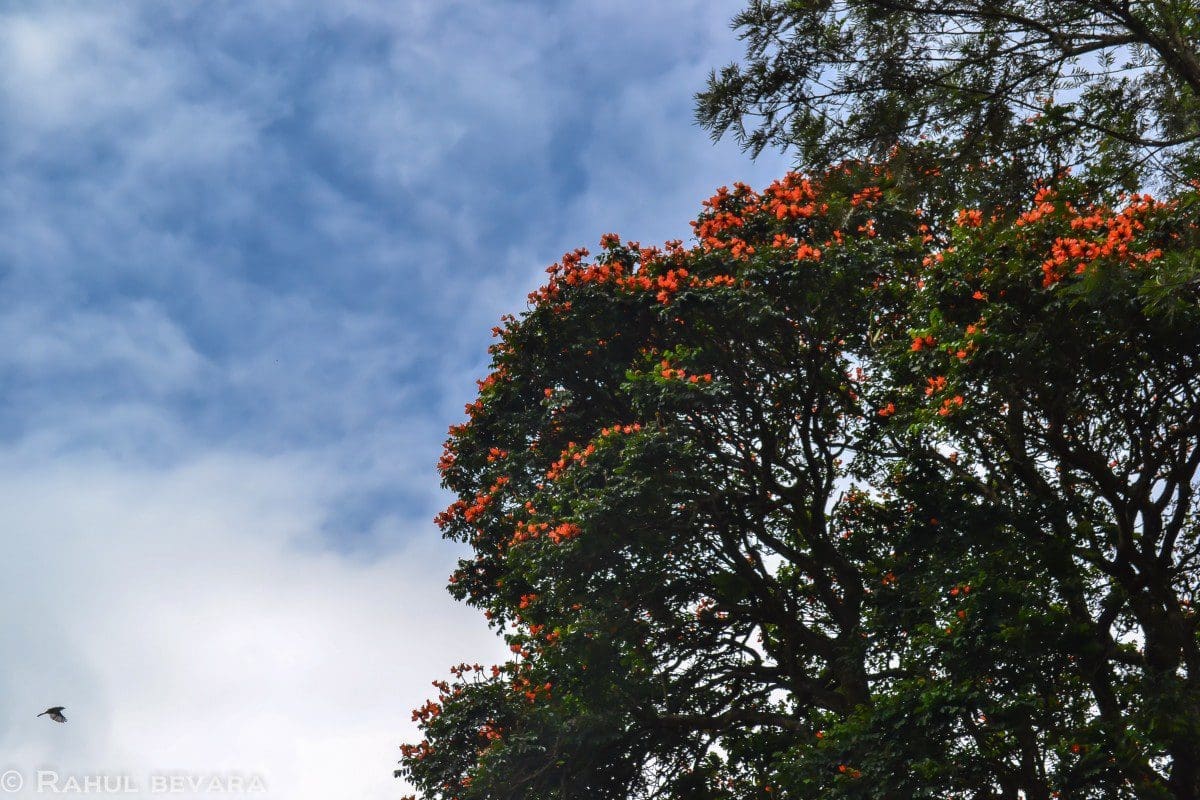 Blue Green and Orange :)