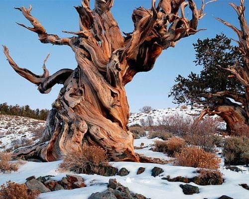 Methuselah oldest tree