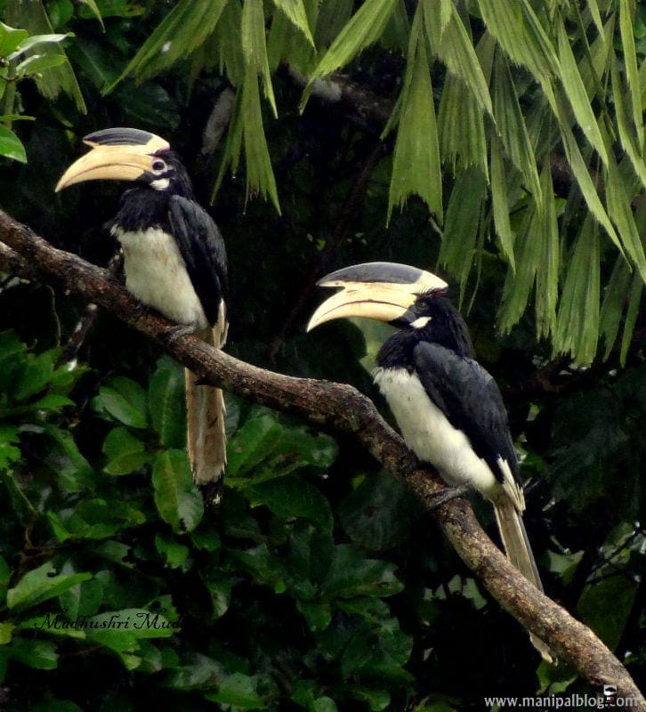 Malabar Pied Hornbills in Manipal