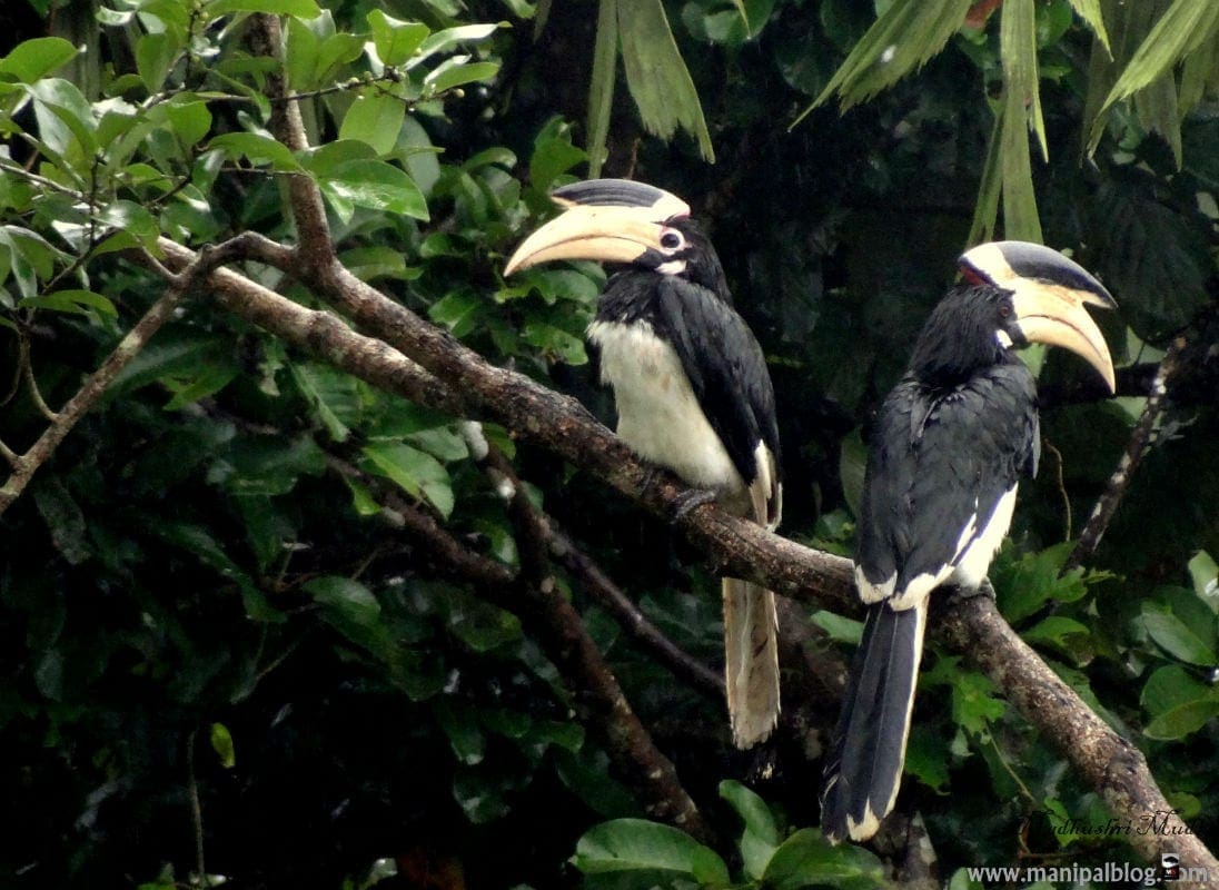 Female and Male Malabar Pied Hornbills in Manipal