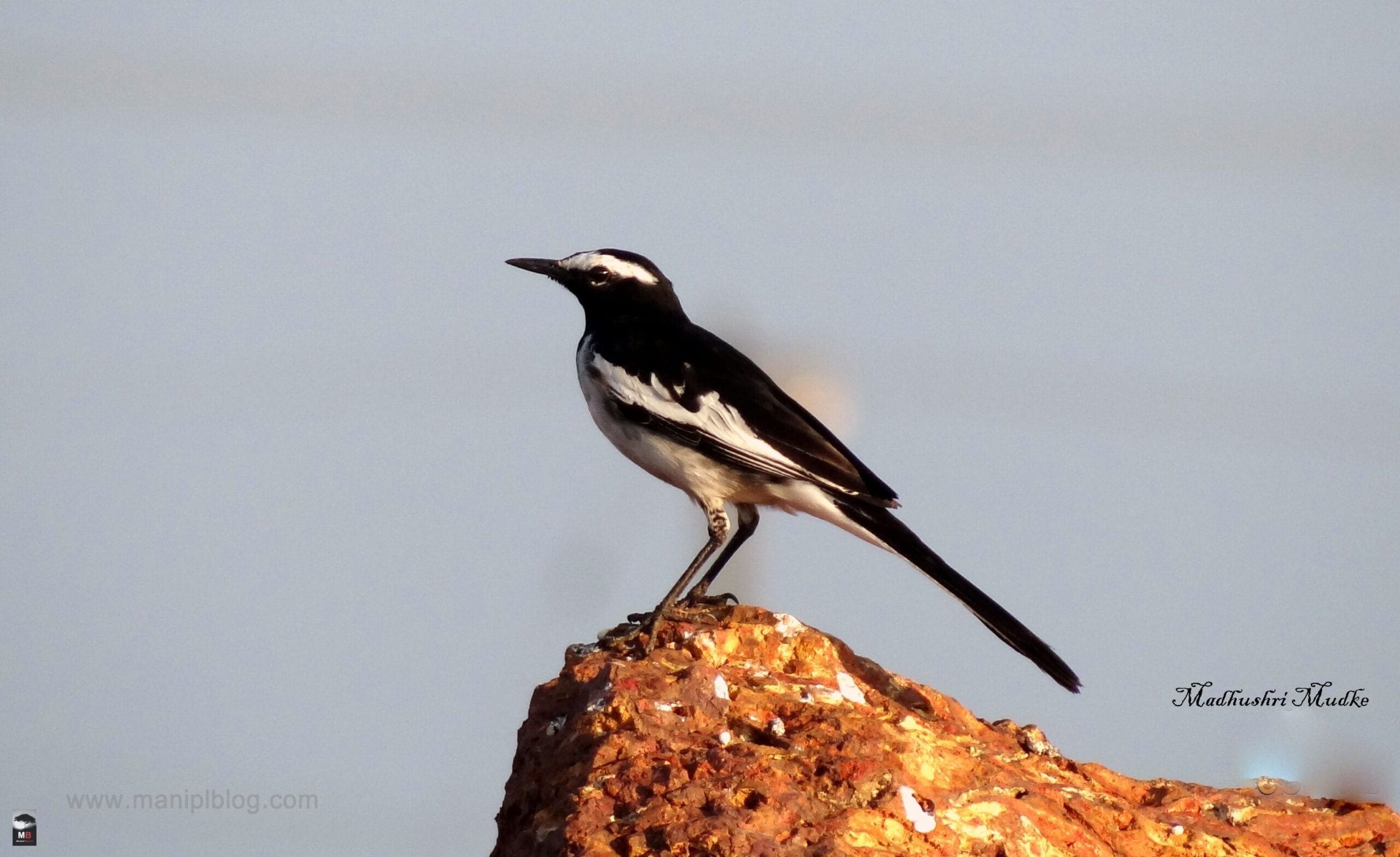 white browed wagtail