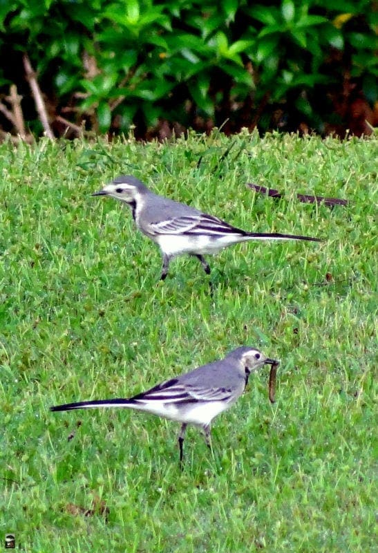 The White Wagtail is an insectivorous bird of open country, often near habitation and water.