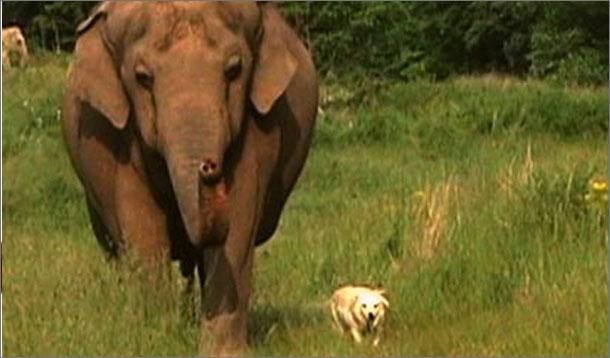 elephant and dog