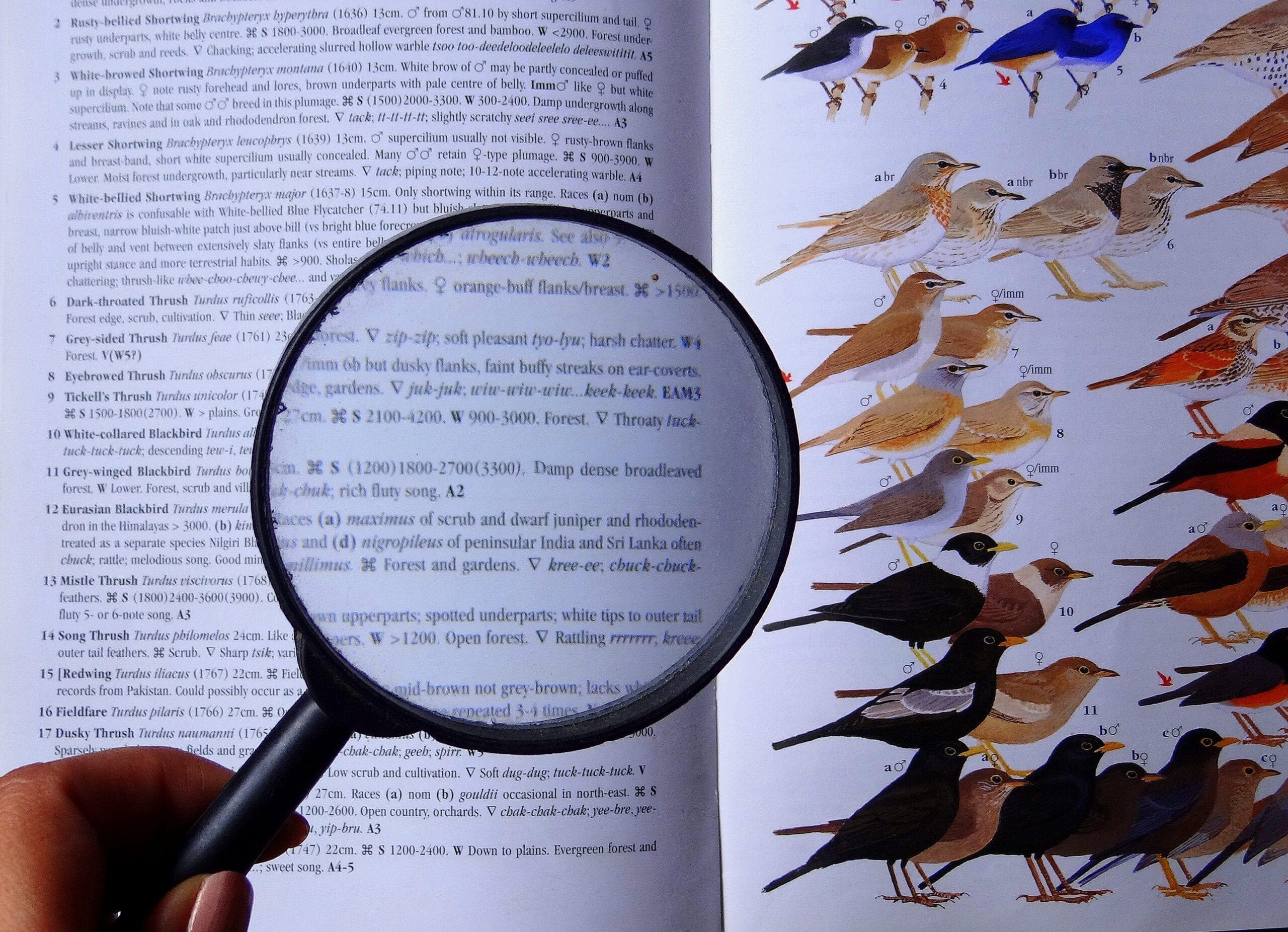Many Birds . . . So Many Reasons! 7 DSC00555
