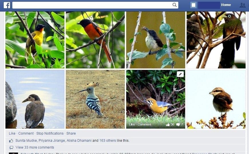 Many Birds . . . So Many Reasons! 5 Untitled