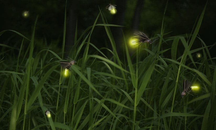 fireflies zoom
