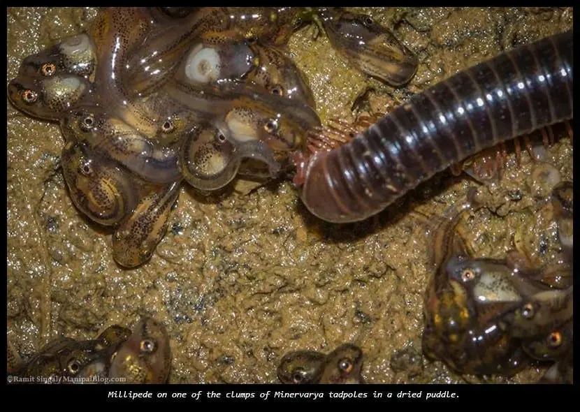 Millepedes on Minervaya Sahyadris larvae
