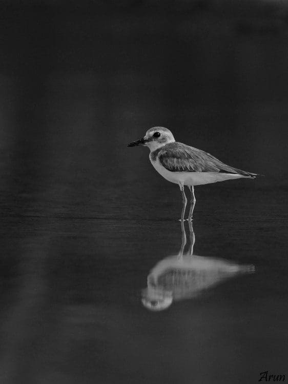 Kentish_Plover