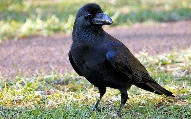 junlge crow 21