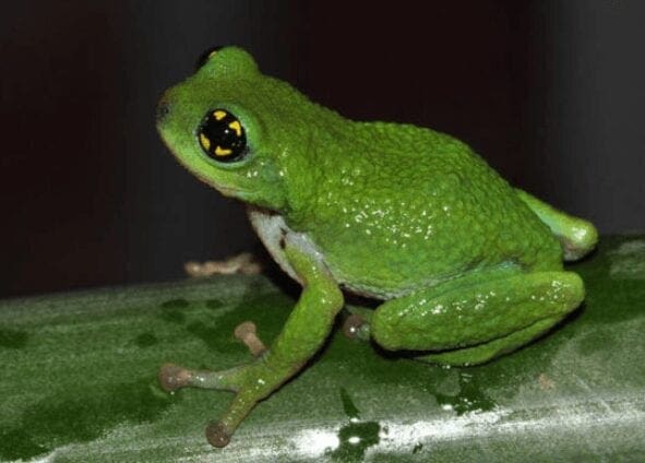 Capture white spottedfrog