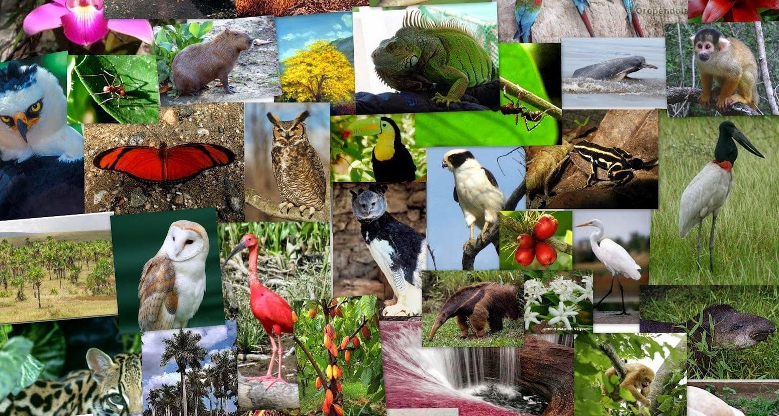Collage Endangered wildlife