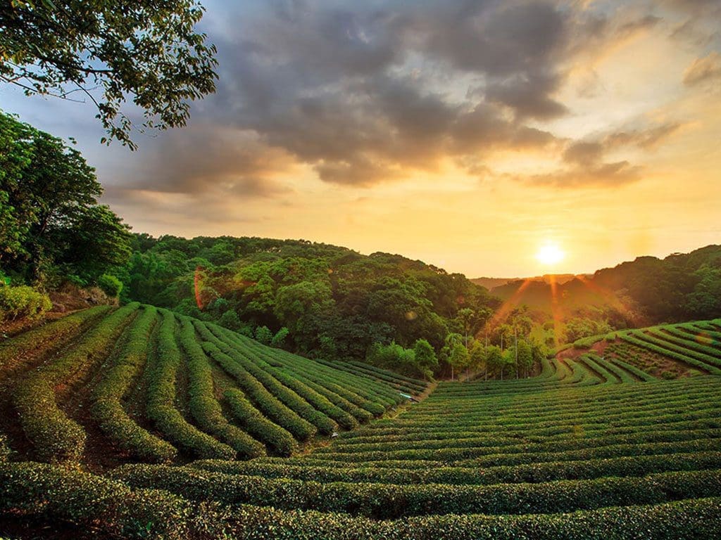 7 tea plantation india