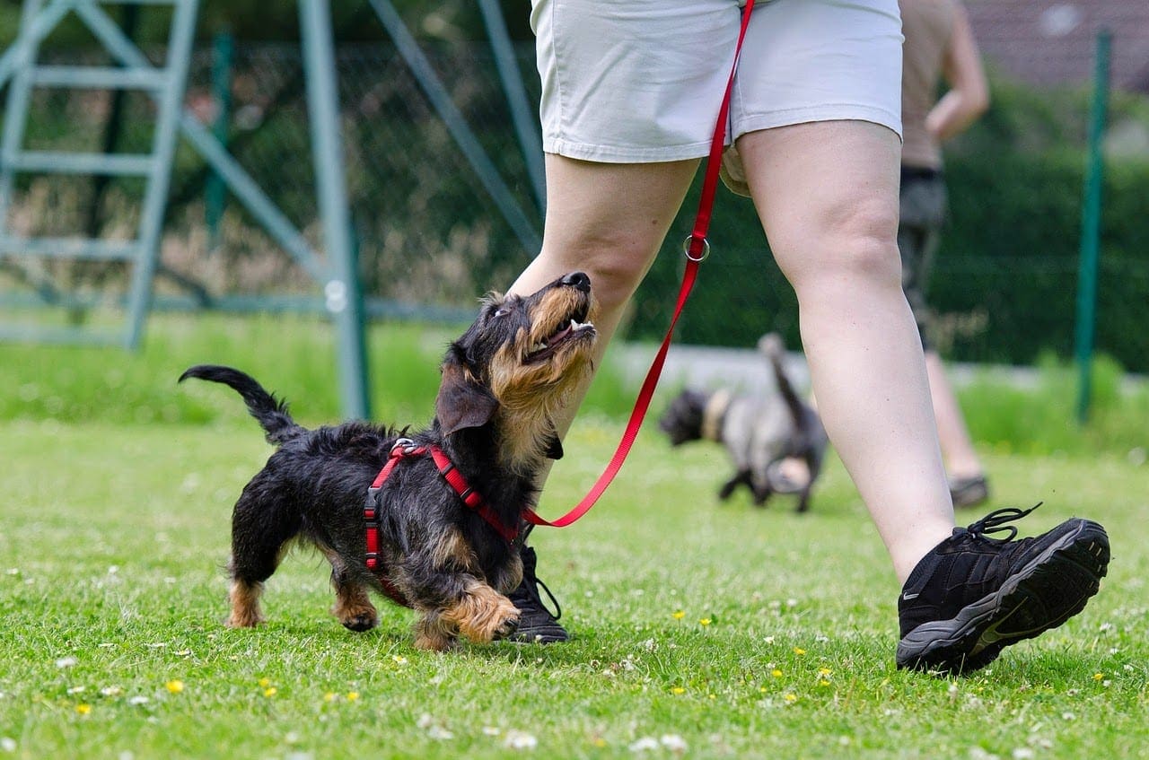 Pets for College should you get a dog in college?