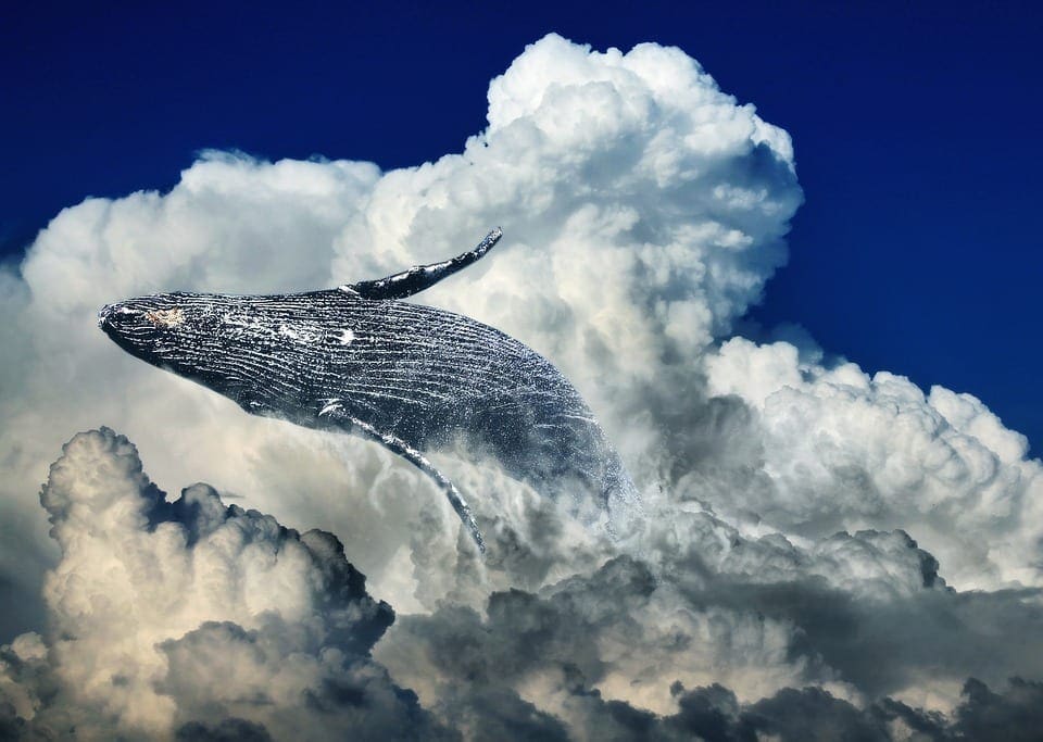 Whale cloud
