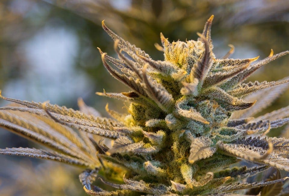 Cannabis