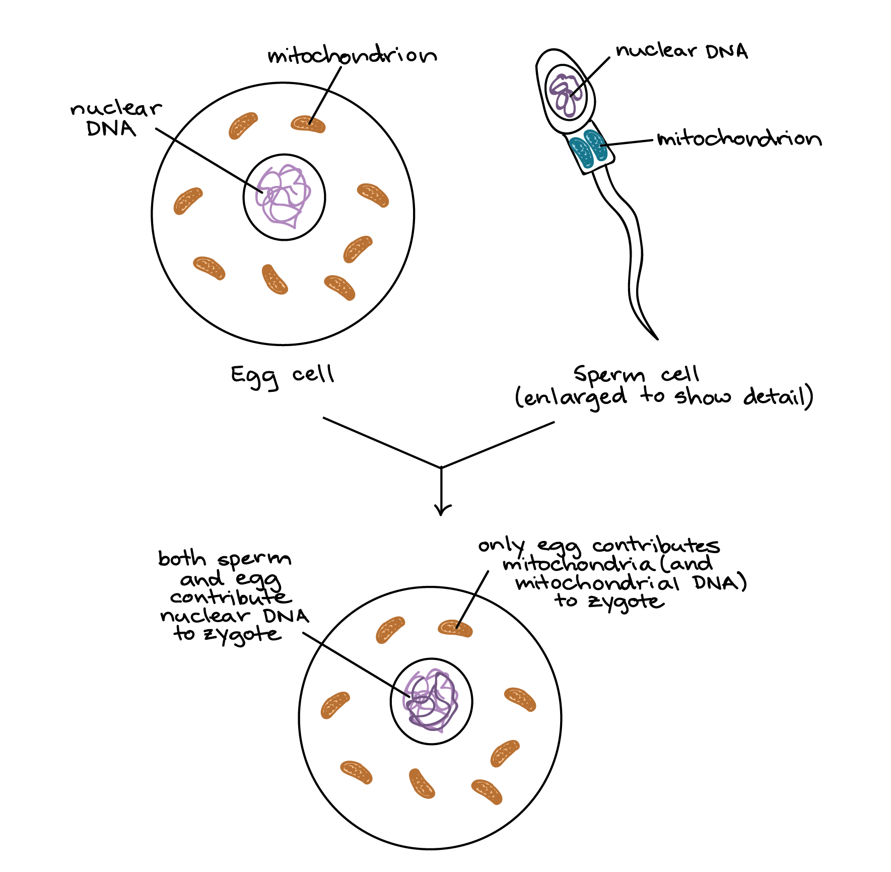 mitochondria transfer
