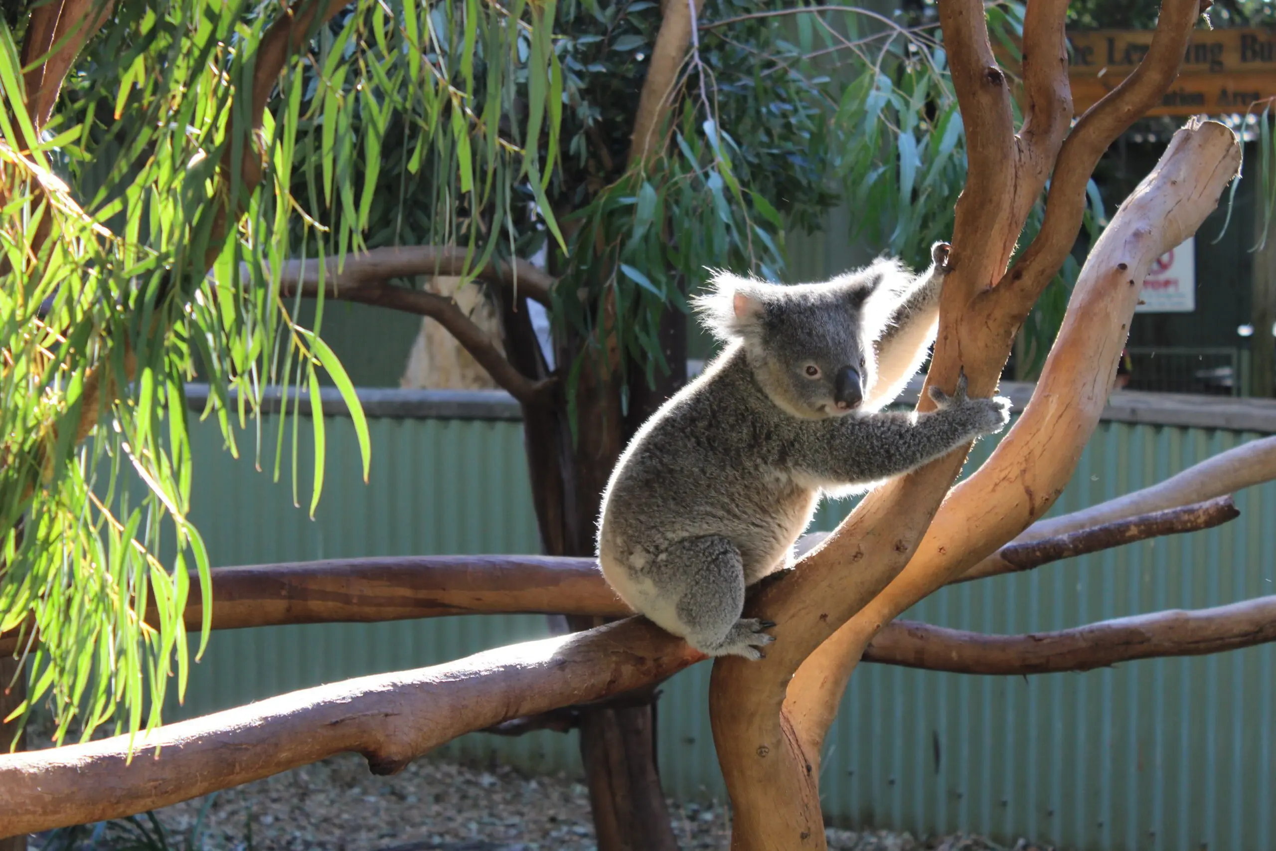 kenzie broad koala