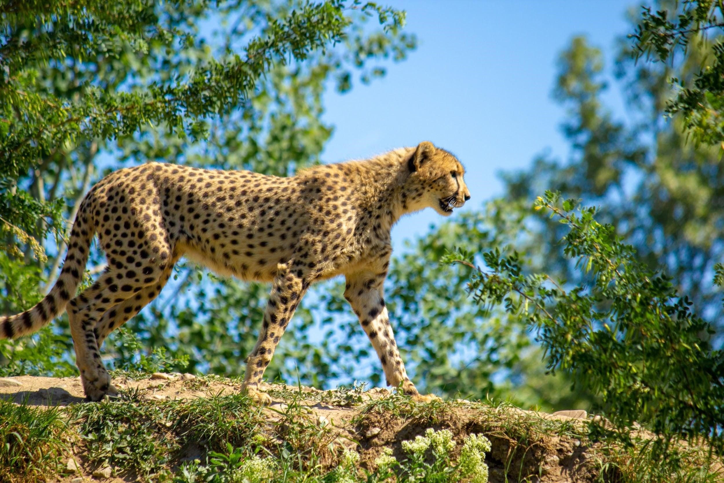 African Cheetah Thanda Safari