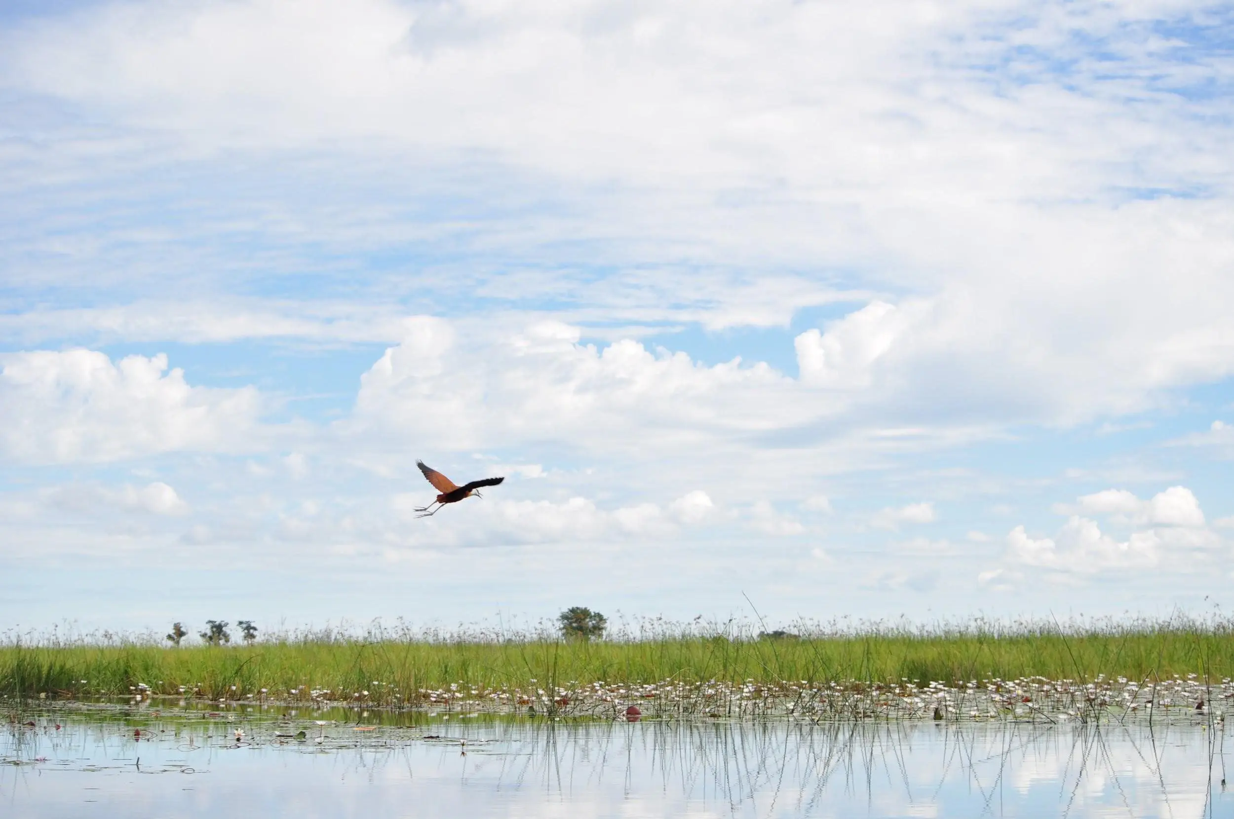 Okavango Delta Birds Swamp Africa