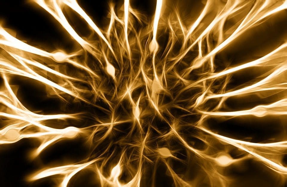 Dendritic Nerve Cells