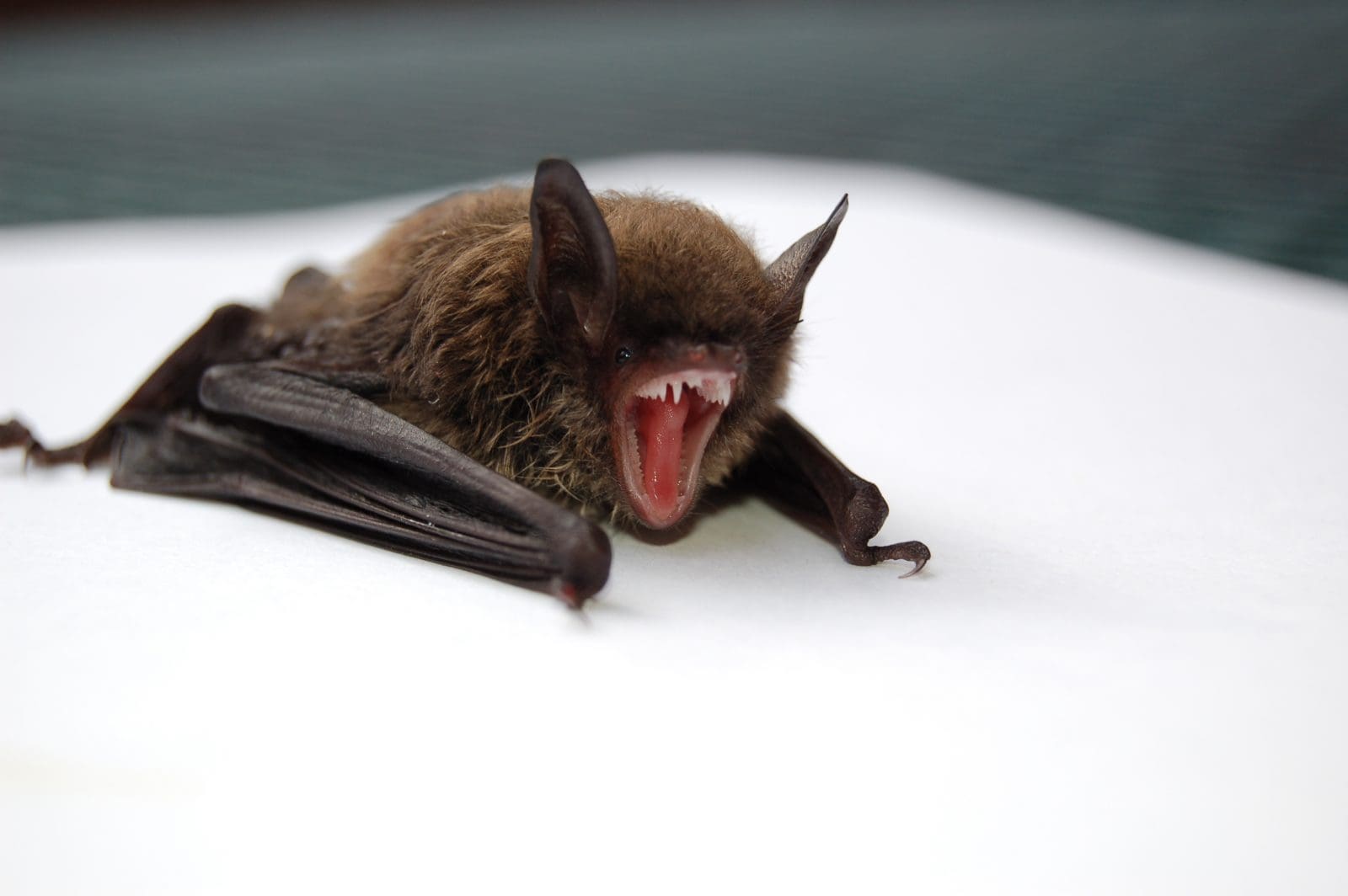 Bats are the reservoir for Nipah Virus