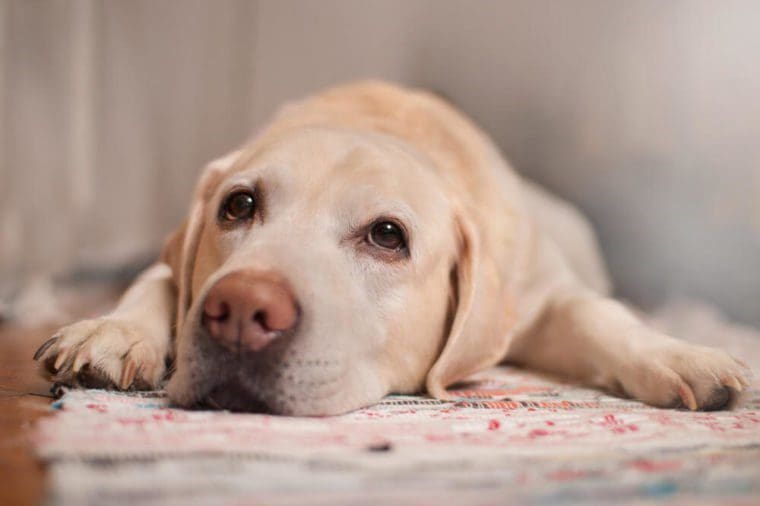 Dog making face Dog stomach problems